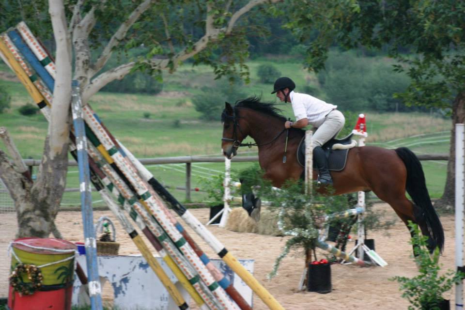Horse Jumping Horse Jumping